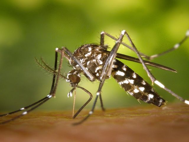 Nahaufnahme einer asiatischen Tigermücke, die auf einem menschlichen Körper sitzt und zusticht