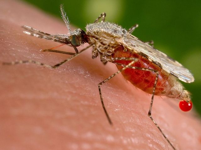 Malaria-Mücke