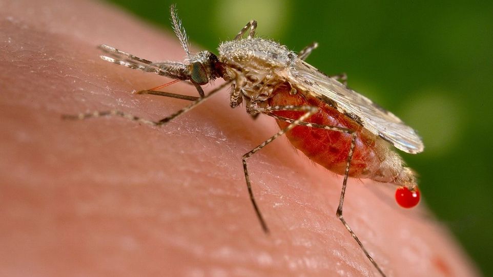 Malaria-Mücke
