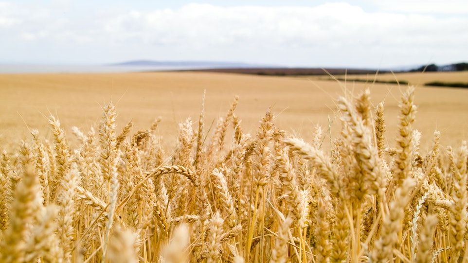 Grain field