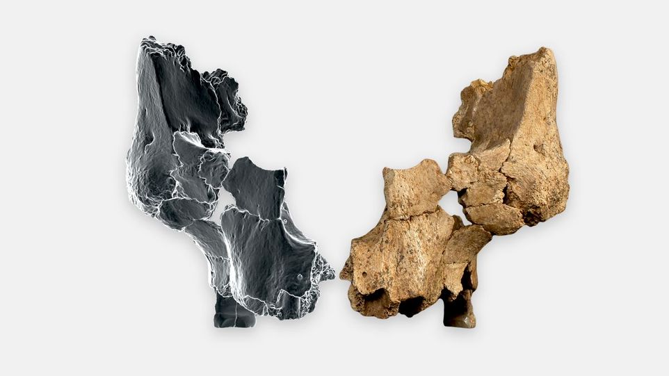 Das rekonstruierte Fossil der linken Gesichtshälfte eines frühen Homininen – hier mit der durch virtuelle 3D-Technik gespiegelten rechten Seite – wird auf ein Alter von bis zu 1,4 Millionen Jahren datiert. Fossil der linken Gesichtshälfte, die rechte Hälfte virtuell gespiegelt