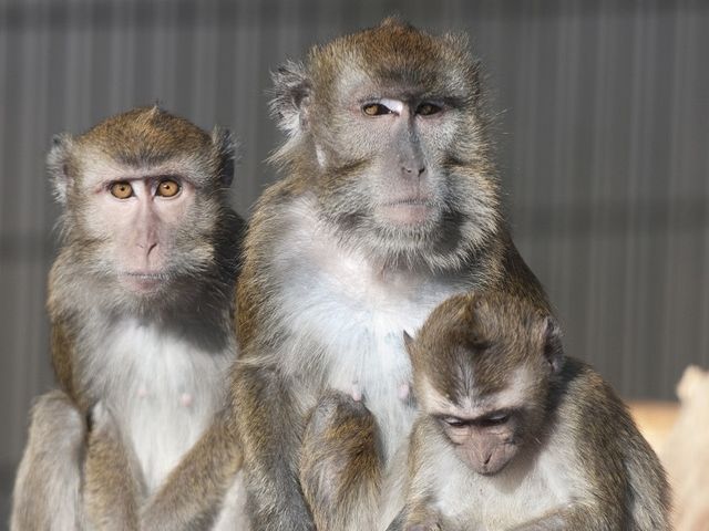 Three long-tailed macaques