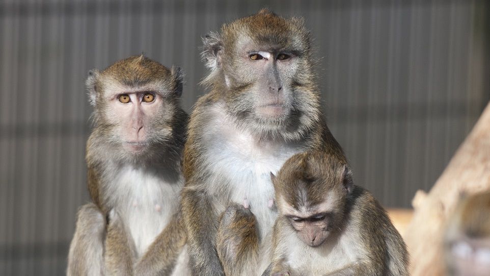 Long-tailed macaques Three long-tailed macaques