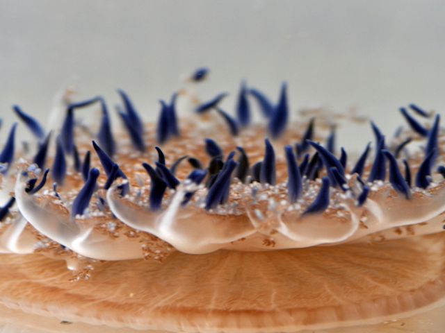 Close-up of a coral with blue tentacles