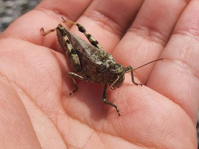 Gefleckte Schnarrschrecke, auf einer Hand sitzend