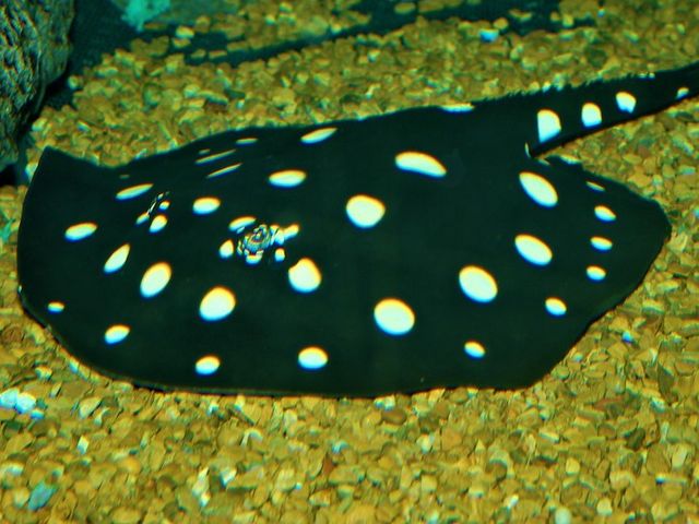 Schwarzer Teufelsrochen