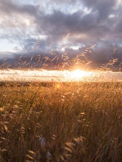 Tief stehende Sonne an einem Bewölkten Himmel über einem Feld mit Gräsern.