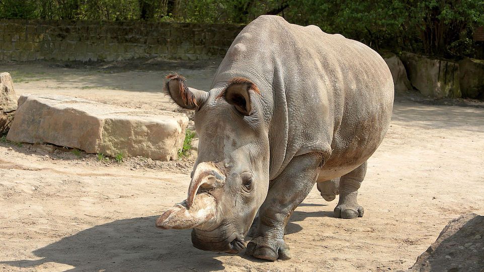 Breitmaulnashorn im Safari Park Dvůr Králové
