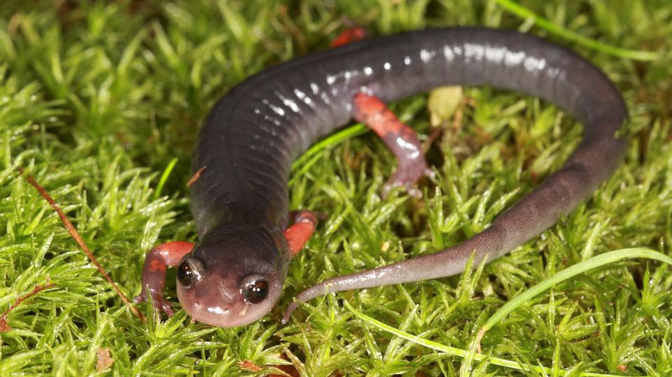 Salamander auf grünem Moos