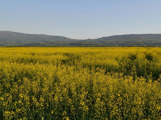Blühendes Rapsfeld
