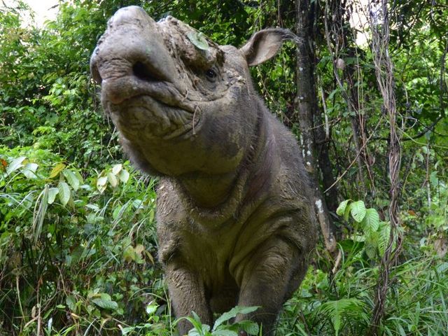 Sumatra-Nashorn