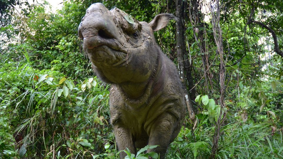 Sumatra-Nashorn Sumatra-Nashorn
