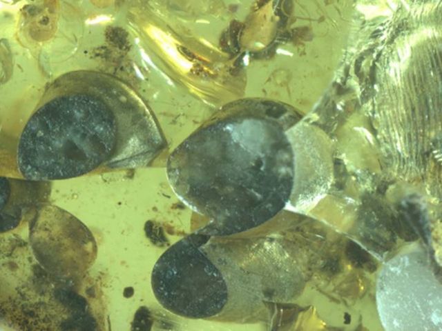 Close-up of the amber with the enclosed live birth