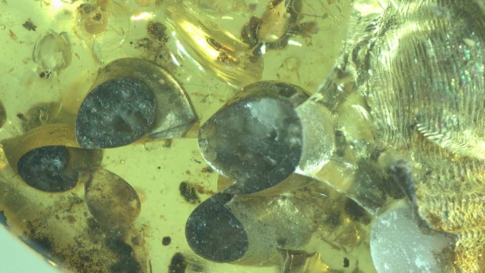 Close-up of the amber with the enclosed live birth