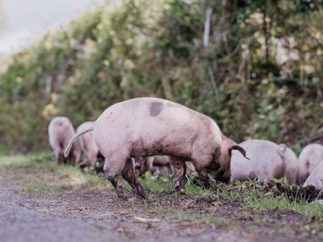 Freilaufende Hausschwein-Ferkel