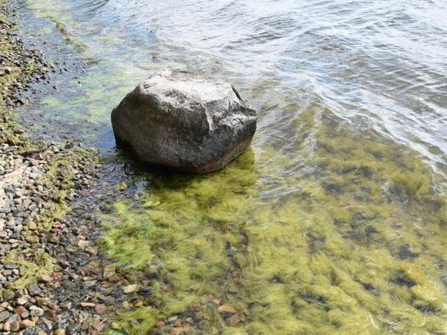  Fadenalgenteppich am Ufer eines Sees