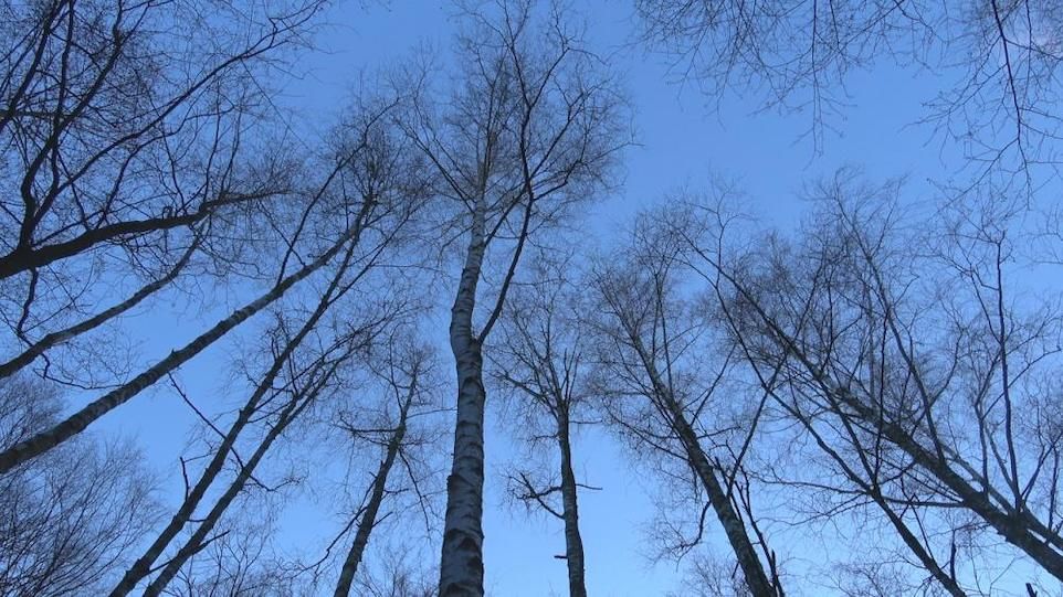 Birken im Abendlicht
