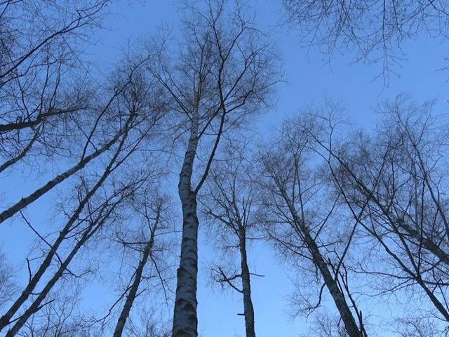 Birken im Abendlicht