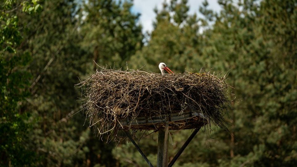 Storch im Nest