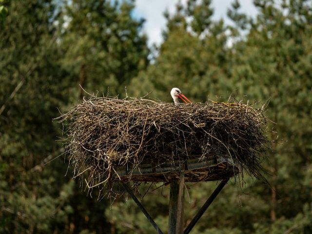 Storch im Nest