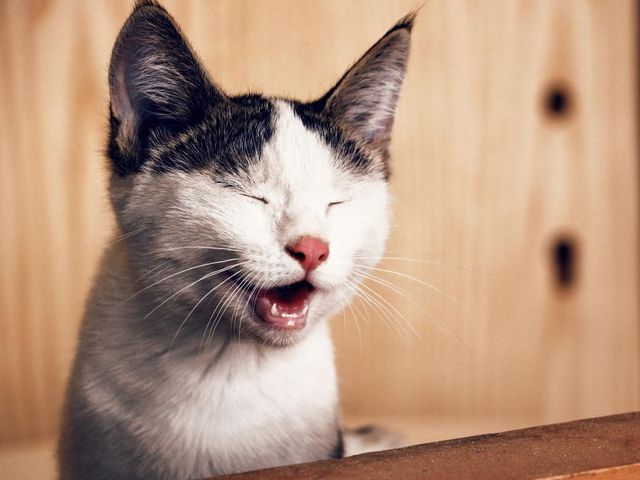 Miauende Katze