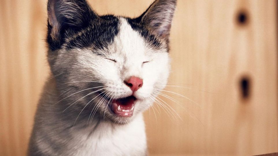 Miauende Katze