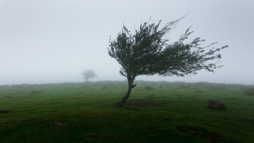 [Translate to english:] Windgepeitschter Baum auf Wiese