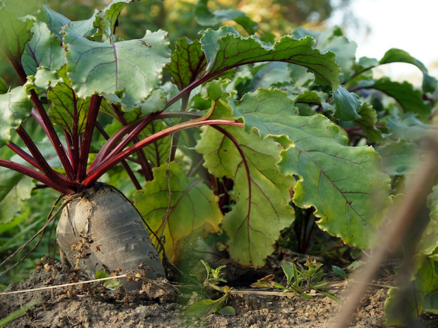 Large sugar beet with long leaves, half buried in the ground