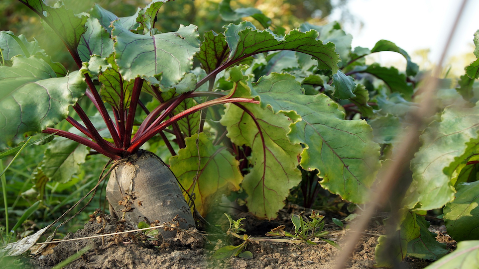 Large sugar beet with long leaves, half buried in the ground