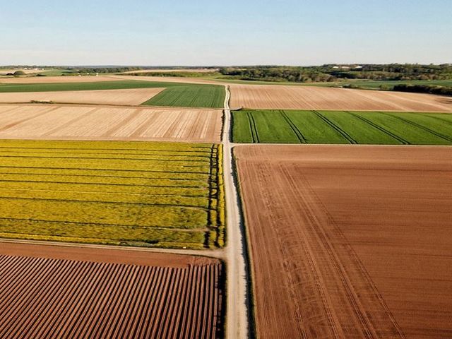 Verschiedene Felder mit mittigem Feldweg