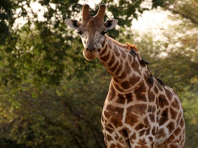 slightly bent giraffe in front of a green background