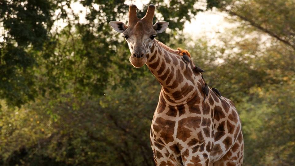 slightly bent giraffe in front of a green background
