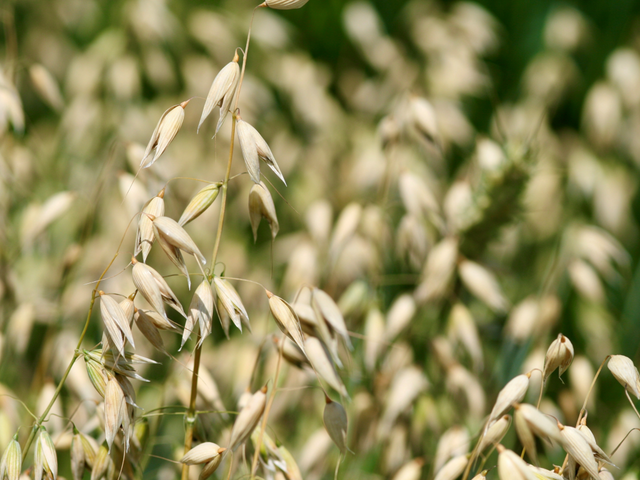 Oat plant