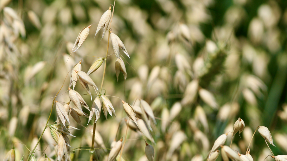 Oat plant