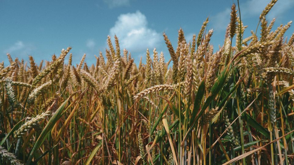 Goldenes Weizenfeld unter blauem Himmel