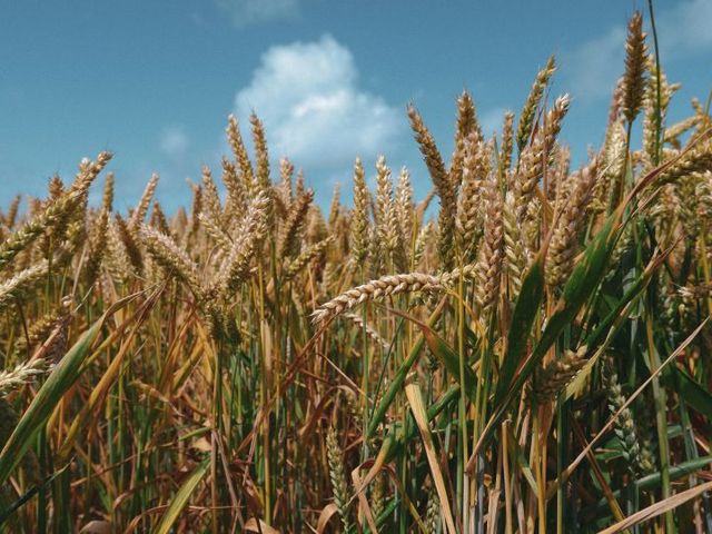 Goldenes Weizenfeld unter blauem Himmel