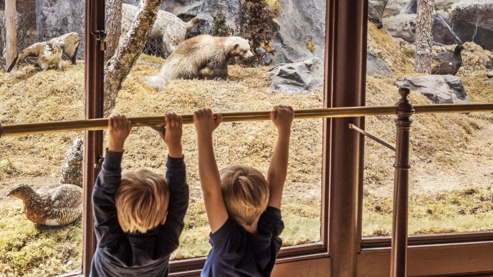 Zwei kleine Jungen vor einem Schaukasten mit präparierten Tieren