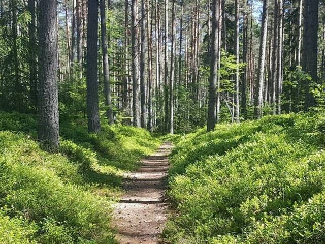 Sonnenbeschienener Waldpfad