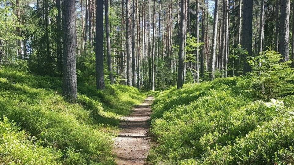 Sonnenbeschienener Waldpfad