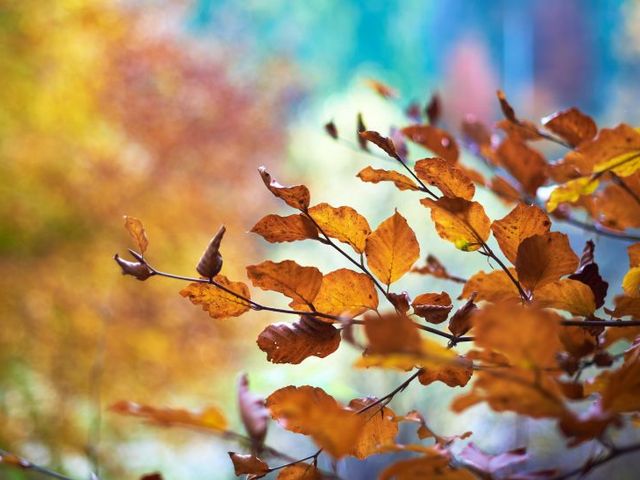 Autumn leaves