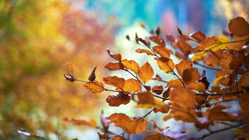 Autumn leaves