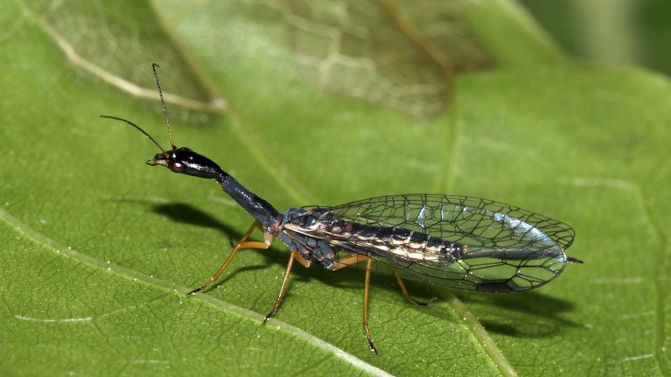 Die Schwarzhalsige Kamelhalsfliege Venustoraphidia nigricollis