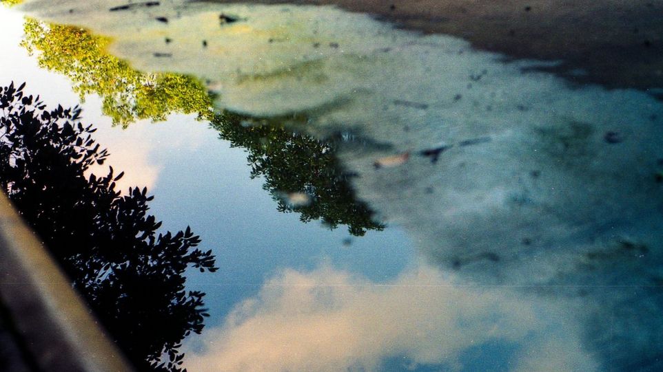 Bäume spiegeln sich in Pfütze