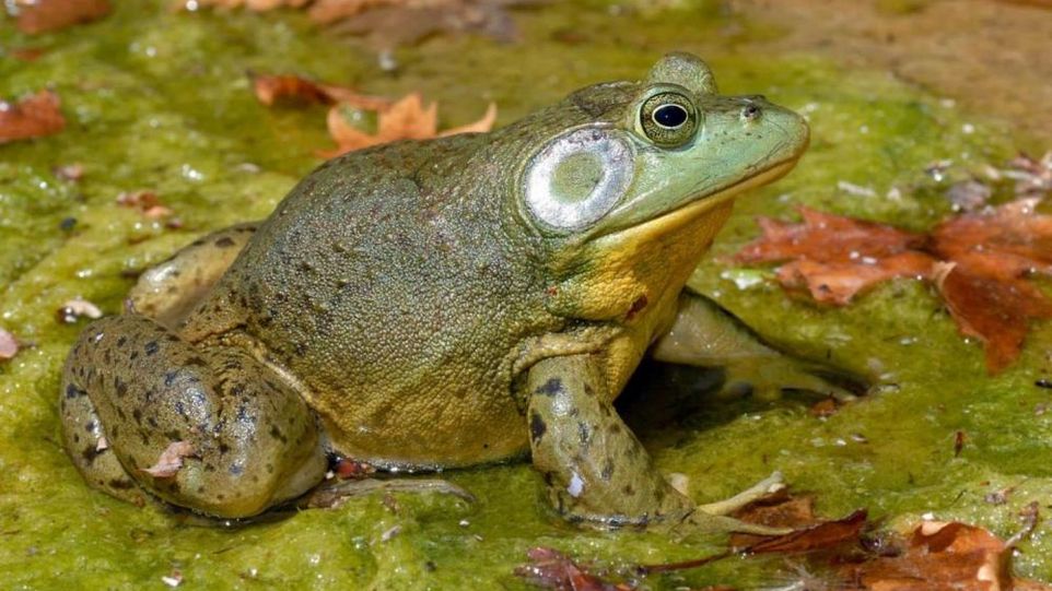 Nordamerikanischer Ochsenfrosch