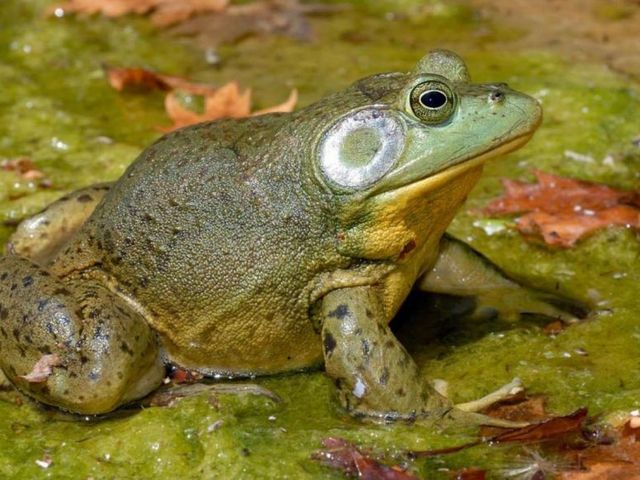 Nordamerikanischer Ochsenfrosch