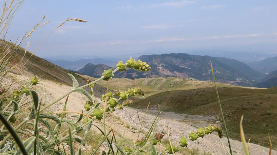 Sträucher vor einer Berglandschaft