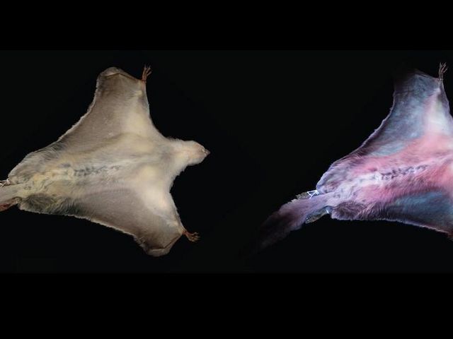 Flying squirrels without and with ultraviolet irradiation
