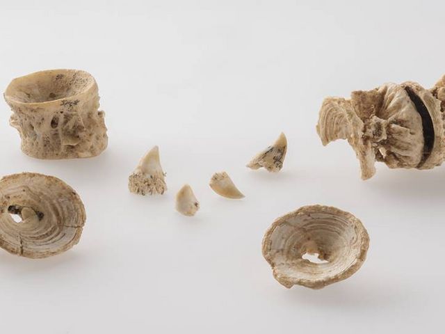 Wirbelkörper und Laichzähne Atlantischer Lachse