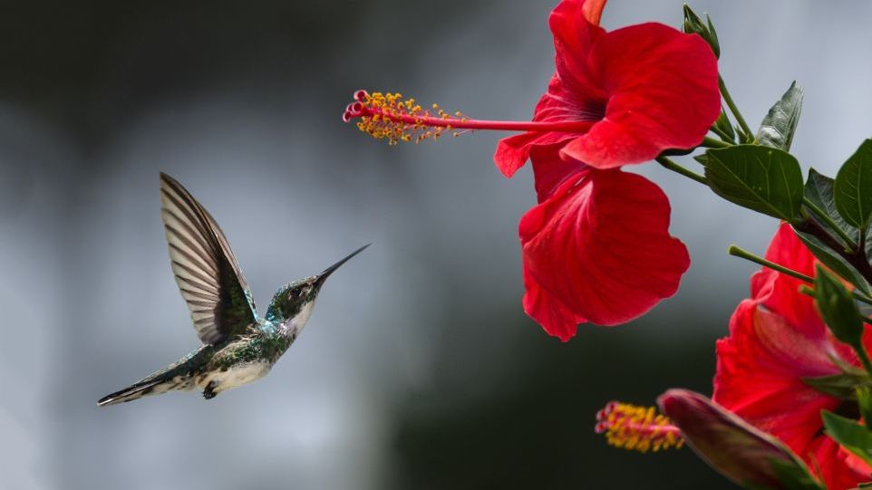 Hummingbirds energy-consuming hovering flight Hummingbirds energy-consuming hovering flight