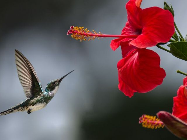 Hummingbirds energy-consuming hovering flight Hummingbirds energy-consuming hovering flight